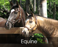 Equine Feed Products