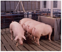 White Oak Mills market hogs